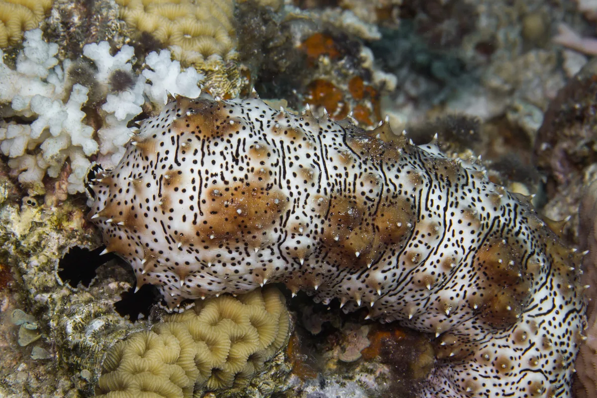 Blackspotted Sea Cucumber (Pearsonothuria graeffei)