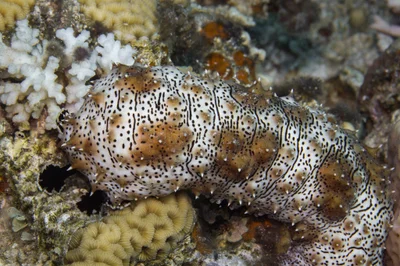 Blackspotted Sea Cucumber (Pearsonothuria graeffei)