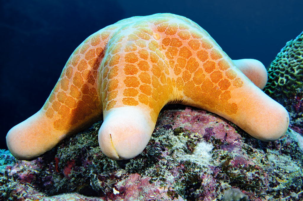 Star fish (Choriaster granulatus)