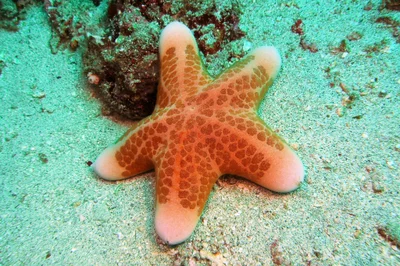 Choriaster granulatus
