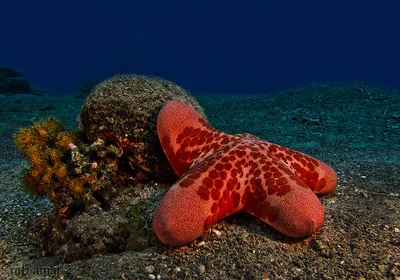 Granulated Sea Star - Choriaster granulatus