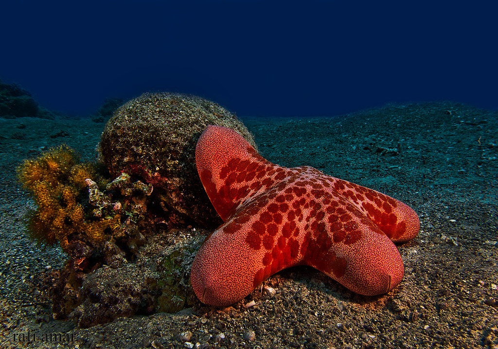 Granulated Sea Star - Choriaster granulatus