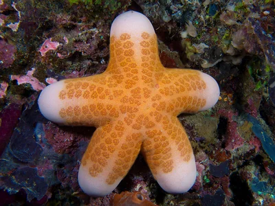 Choriaster granulatus