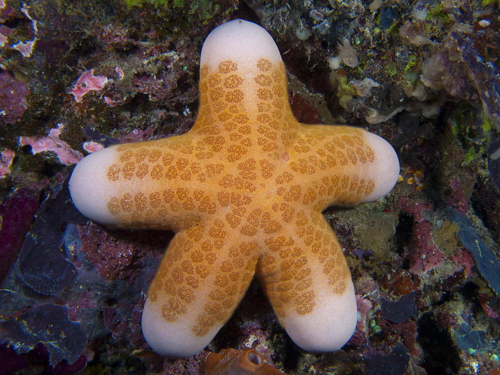Choriaster granulatus