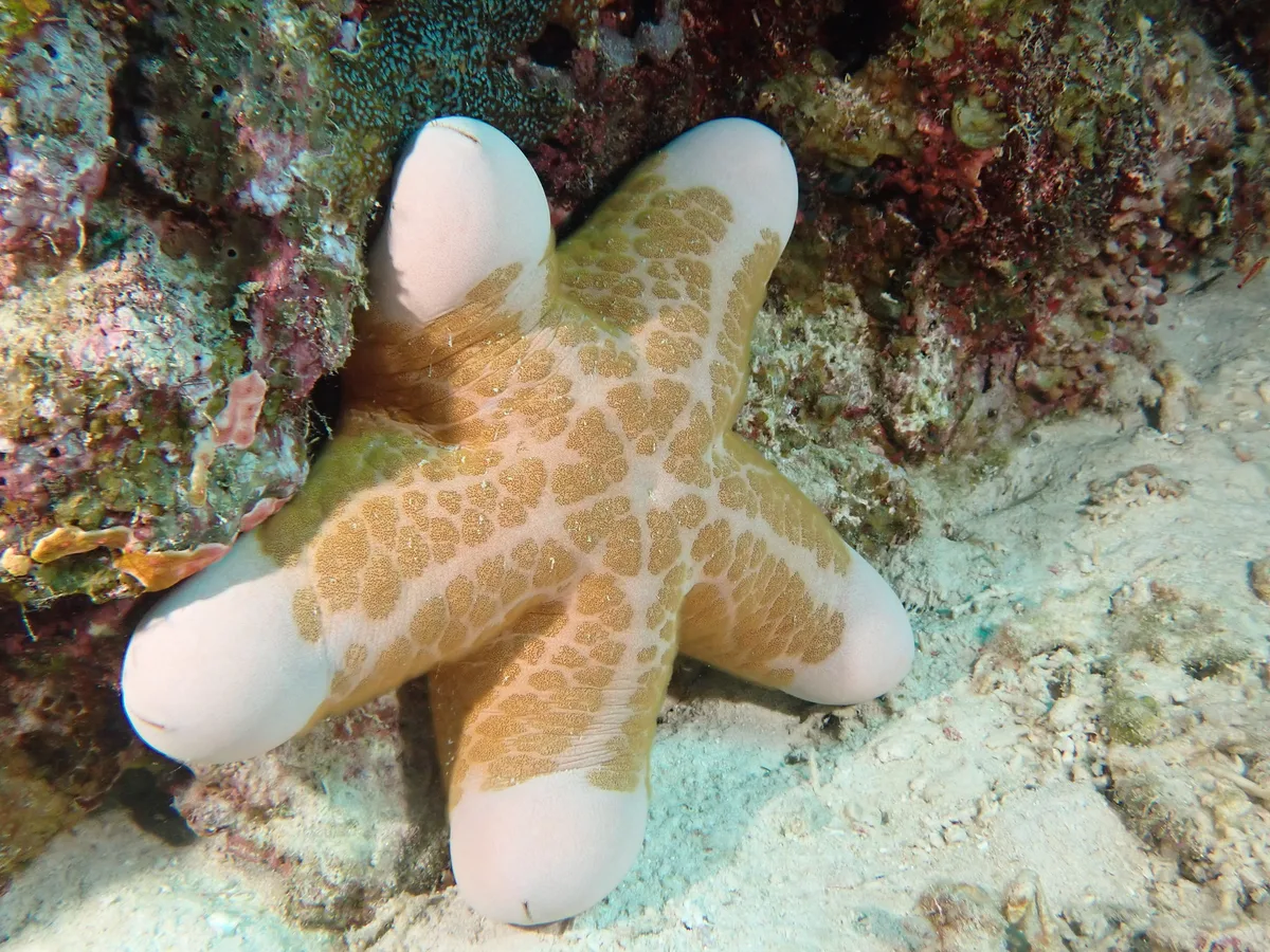 Granulated Sea Star, Choriaster granulatus