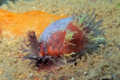 Staphylaea staphylaea laevigata - Pamandzi, Mayotte