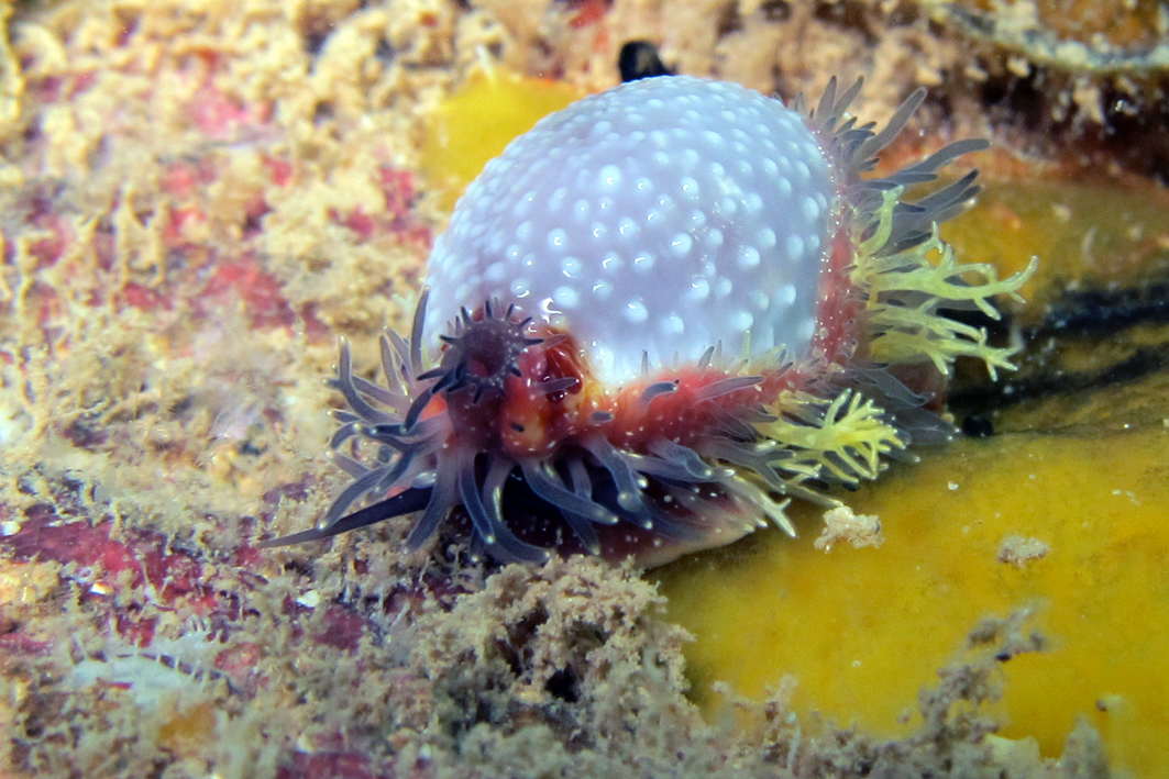 Staphylaea staphylaea laevigata - Pamandzi, Mayotte