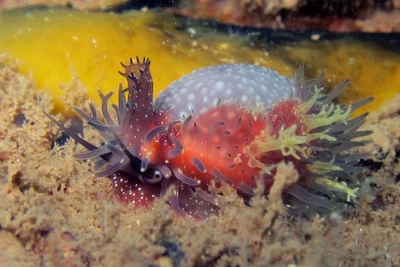 Staphylaea staphylaea laevigata