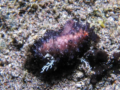 Staphylaea staphylaea - Tulamben, Bali, Indonesia