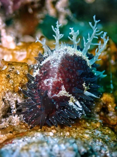 Staphylaea staphylaea - Bali Sea, Bali, ID