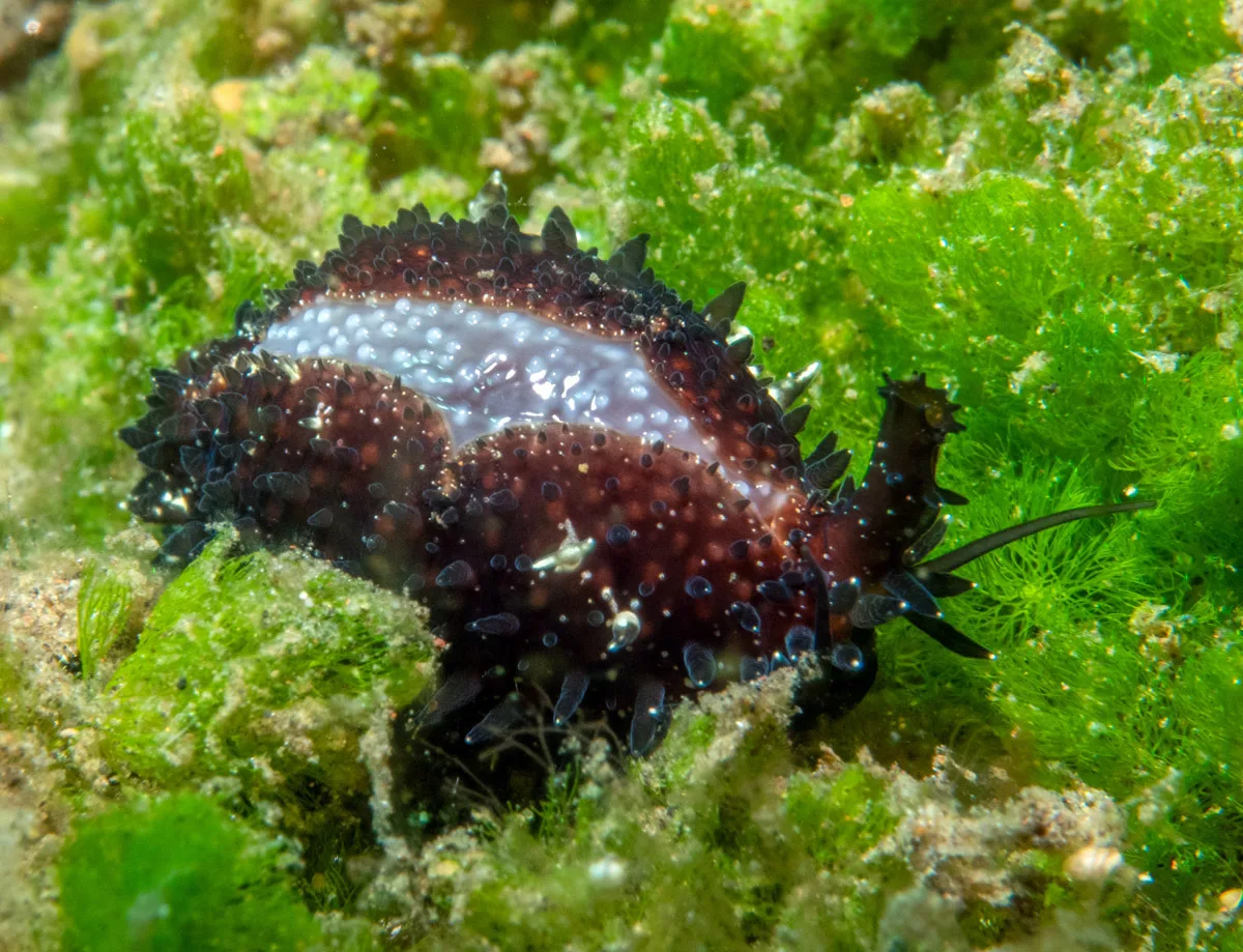 Staphylaea staphylaea - Tianyar, Kubu, Karangasem Regency, Bali, Indonesia