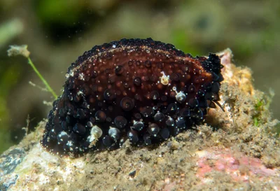 Staphylaea staphylaea - Tianyar, Kubu, Karangasem Regency, Bali, Indonesia