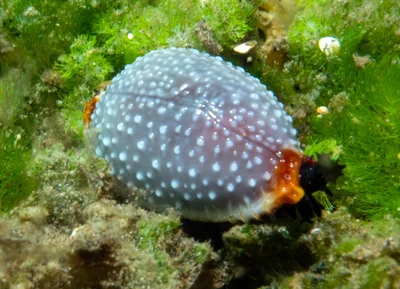 Staphylaea staphylaea - Tianyar, Kubu, Karangasem Regency, Bali, Indonesia