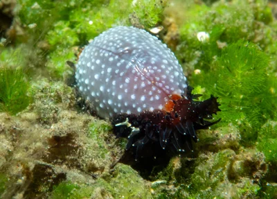 Staphylaea staphylaea - Tianyar, Kubu, Karangasem Regency, Bali, Indonesia