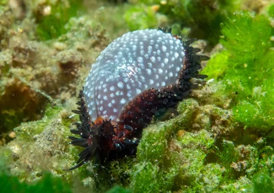 Staphylaea staphylaea - Tianyar, Kubu, Karangasem Regency, Bali, Indonesia