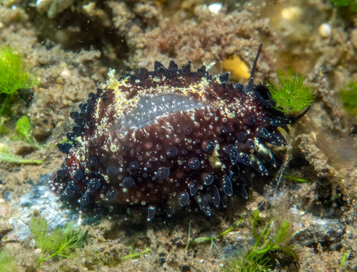 Staphylaea staphylaea - Tianyar, Kubu, Karangasem Regency, Bali, Indonesia