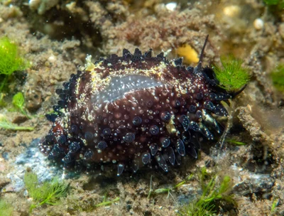 Staphylaea staphylaea - Tianyar, Kubu, Karangasem Regency, Bali, Indonesia
