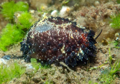 Staphylaea staphylaea - Tianyar, Kubu, Karangasem Regency, Bali, Indonesia