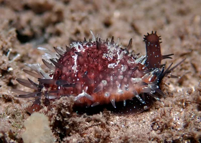 Staphylaea staphylaea - Raja Ampat Regency, West Papua, Indonesia