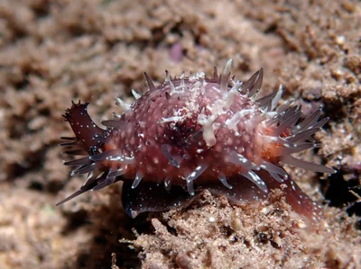 Staphylaea staphylaea - Raja Ampat Regency, West Papua, Indonesia