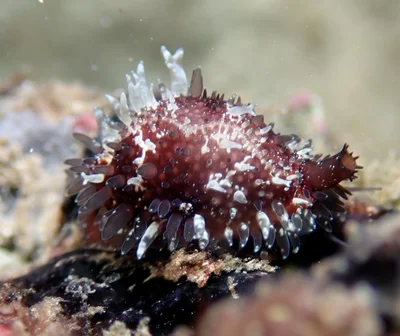 Staphylaea staphylaea - Raja Ampat Regency, West Papua, Indonesia