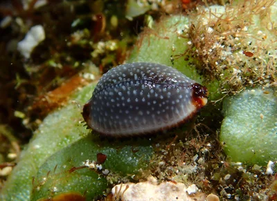 Staphylaea staphylaea - Saint-Pierre, RE-PR, RE