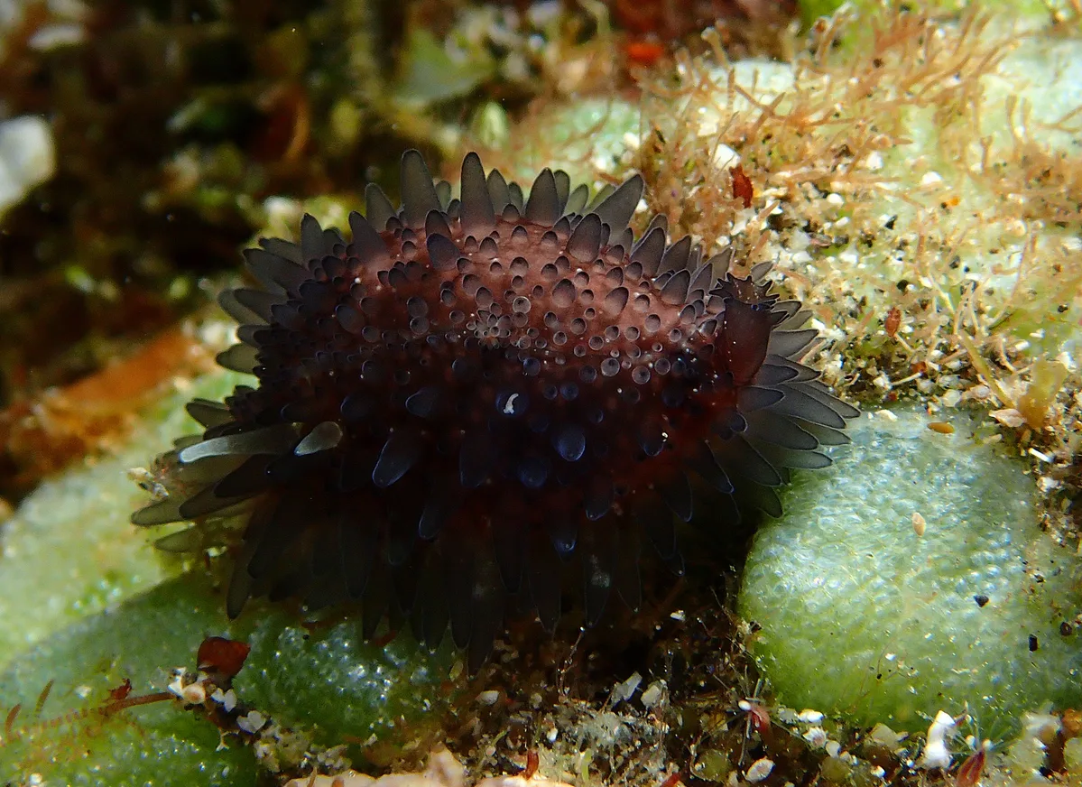 Staphylaea staphylaea - Saint-Pierre, RE-PR, RE