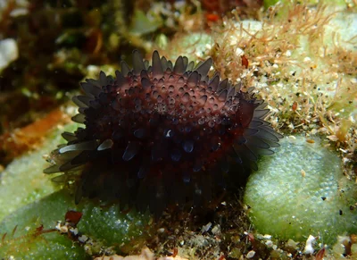 Staphylaea staphylaea - Saint-Pierre, RE-PR, RE