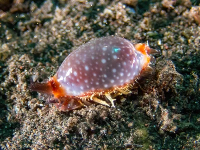 Staphylaea staphylaea - Tulamben, Karangasem Regency, Bali, Indonesia