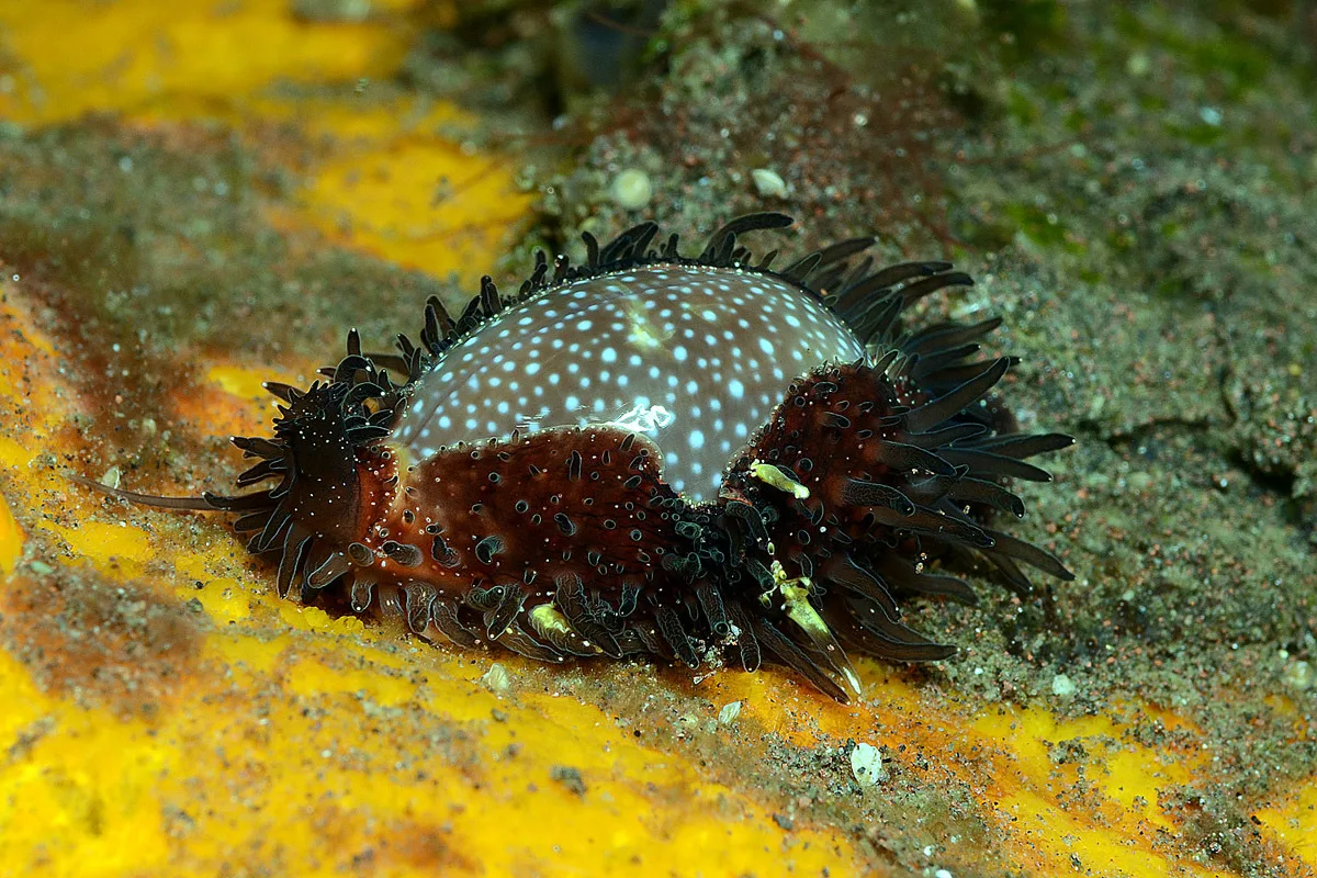 Staphylaea staphylaea - Batuniti, near Tulamben, Kubu, Karangasem Regency, Bali, Indonesia