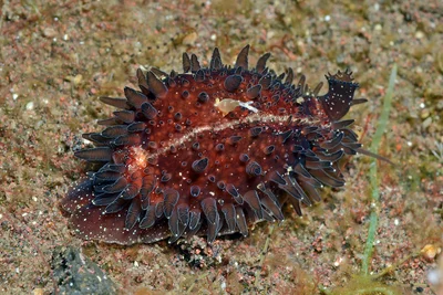 Staphylaea staphylaea - Batuniti, near Tulamben, Kubu, Karangasem Regency, Bali, Indonesia