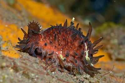 Staphylaea staphylaea - Batuniti, near Tulamben, Kubu, Karangasem Regency, Bali, Indonesia