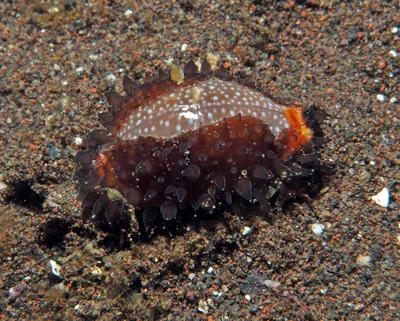 Staphylaea staphylaea - Batuniti, near Tulamben, Kubu, Karangasem Regency, Bali, Indonesia