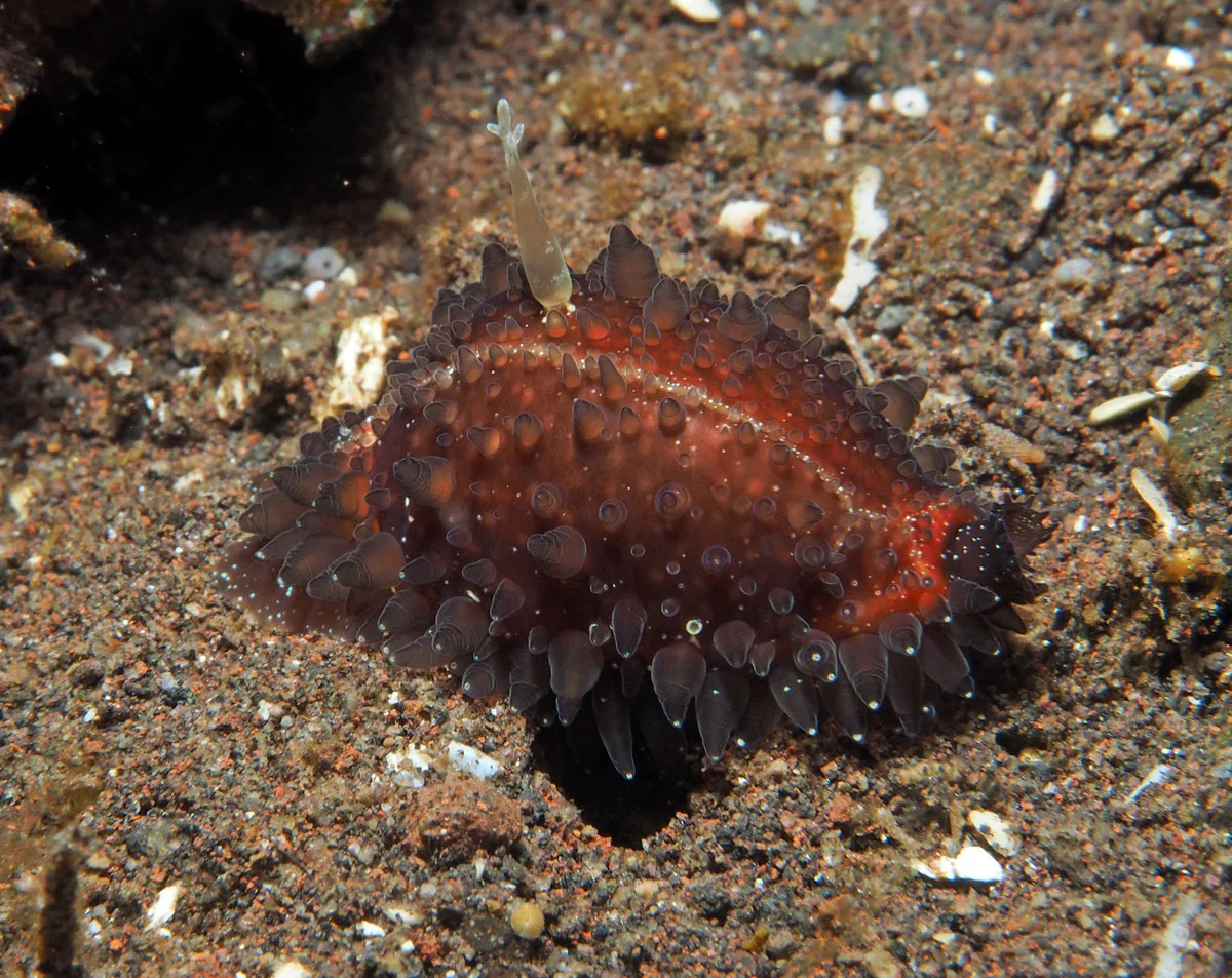 Staphylaea staphylaea - Batuniti, near Tulamben, Kubu, Karangasem Regency, Bali, Indonesia
