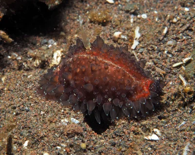 Staphylaea staphylaea - Batuniti, near Tulamben, Kubu, Karangasem Regency, Bali, Indonesia