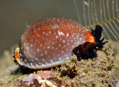 Staphylaea staphylaea - Tulamben area, Kubu, Karangasem Regency, Bali, Indonesia