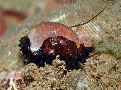 Staphylaea staphylaea - Tulamben area, Kubu, Karangasem Regency, Bali, Indonesia