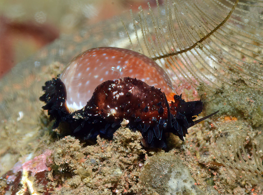 Staphylaea staphylaea - Tulamben area, Kubu, Karangasem Regency, Bali, Indonesia