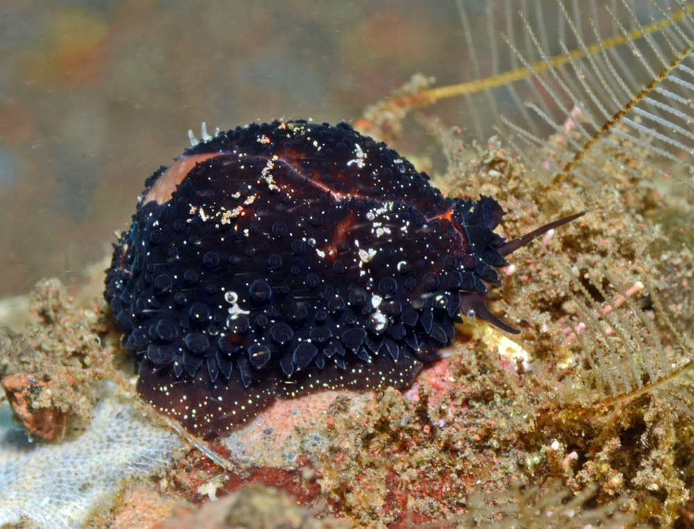 Staphylaea staphylaea - Tulamben area, Kubu, Karangasem Regency, Bali, Indonesia