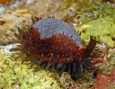 Staphylaea staphylaea - Mabini, Batangas, Philippines