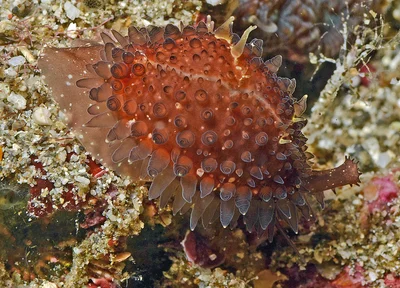 Staphylaea staphylaea - Mabini, Batangas, Philippines