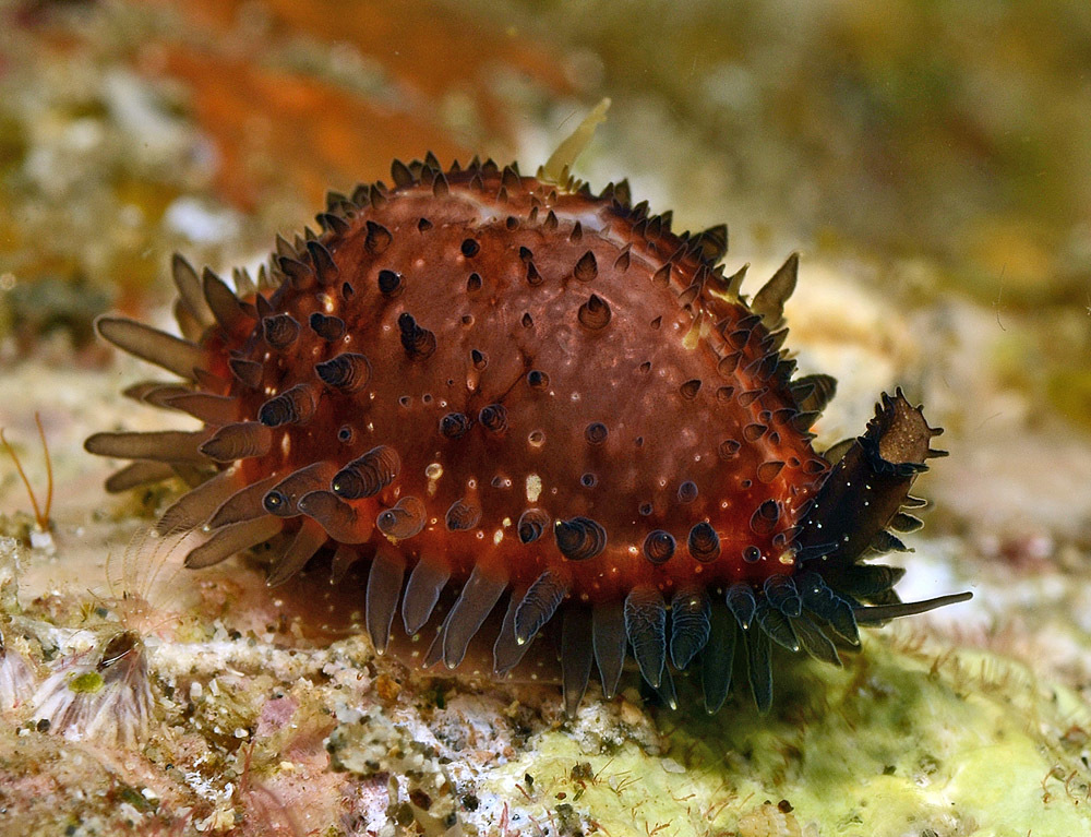 Staphylaea staphylaea - Mabini, Batangas, Philippines