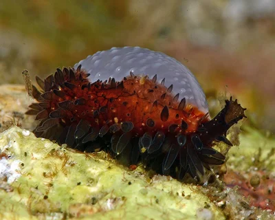 Staphylaea staphylaea - Mabini, Batangas, Philippines