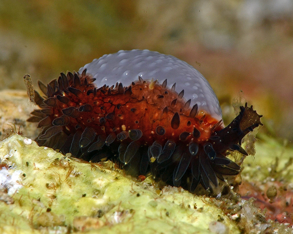 Staphylaea staphylaea - Mabini, Batangas, Philippines