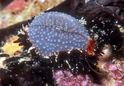 Staphylaea staphylaea - Kwajalein Atoll, RMI
