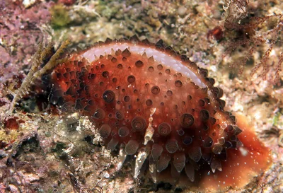 Staphylaea staphylaea - Kwajalein Atoll, RMI