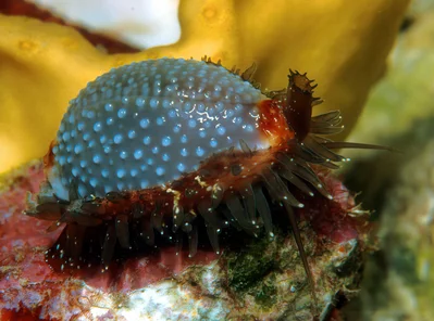 Staphylaea staphylaea - Kwajalein Atoll, RMI