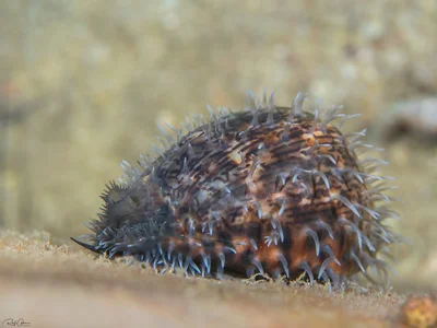 Gray's Arabica Cowry - Mauritia grayana