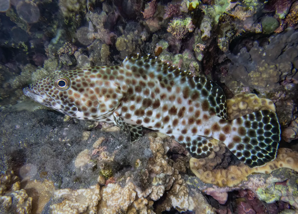 Greasy Grouper