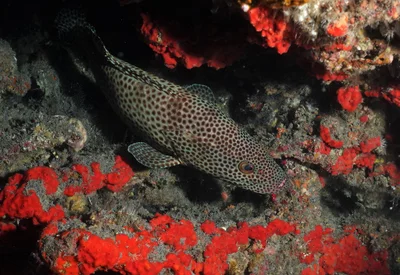 Epinephelus tauvina